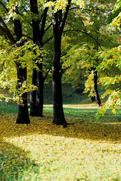 Parkta Ağaçların Güzel Sonbahar Renkleri Sabah Işığı — Stok fotoğraf