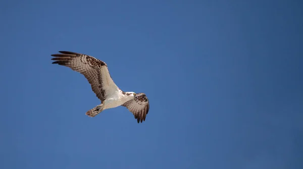 猛禽的猎物潘底翁 Haliaetus 飞越蓝色的天空上空的蛤通过在那不勒斯 佛罗里达州的早晨 — 图库照片