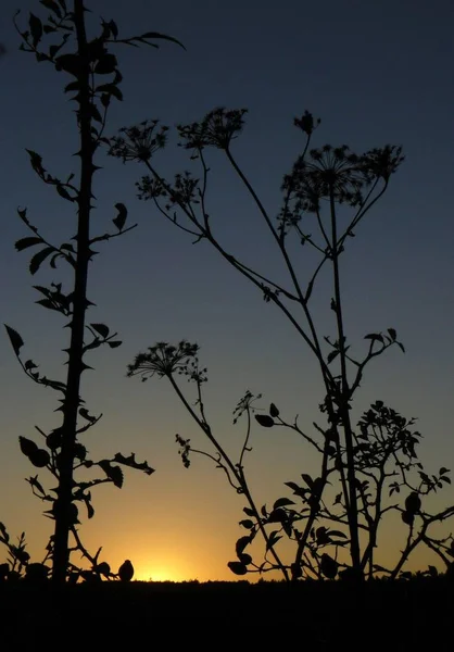 Contorno Hecho Por Atardecer — Foto de Stock