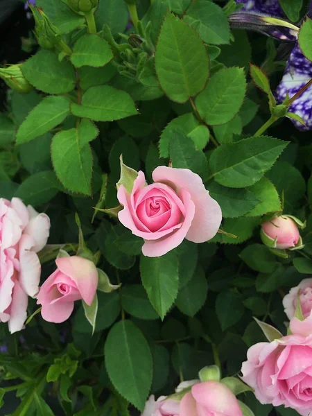 Mooie Tederheid Roze Rozen Zomertuin — Stockfoto