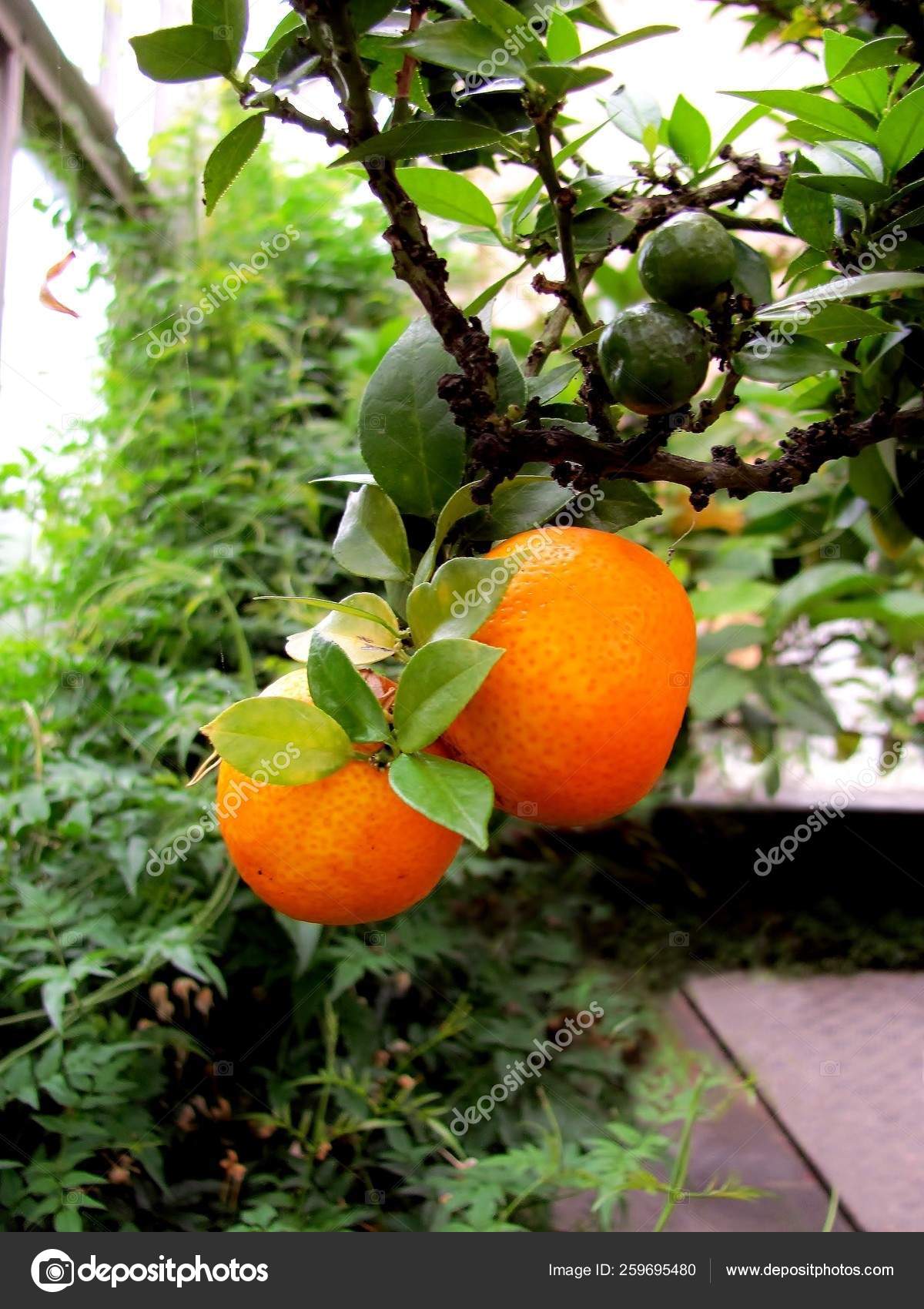 Freshly Ripe Clementine Branch Greenhouse Stock Photo by ©YAYImages