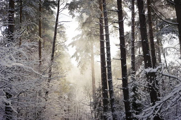 Delvis Upplyst Fragment Snöig Skog Med Massor Träd Och Synlig — Stockfoto