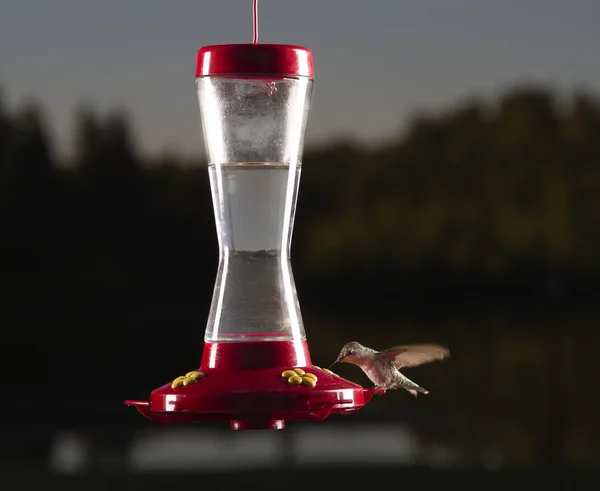 Female Ruby Hummingbird Sipping Out Bird Feeder — Stock Photo, Image