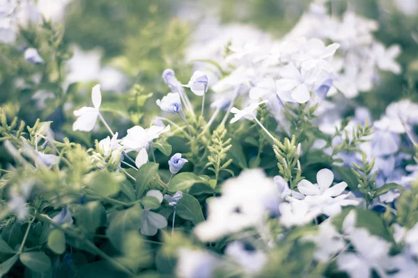 Επιλεκτική Εστίαση Πολύχρωμα Λουλούδια Για Φόντο — Φωτογραφία Αρχείου