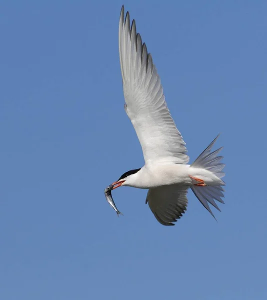 Common Tern Sterna Hirundo Fish Flight Suho Island Ladoga Lake — Stock Photo, Image