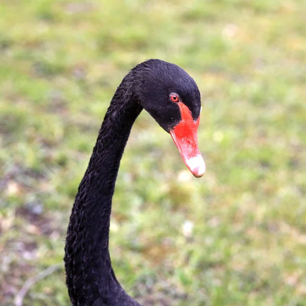 屋外で立って黒い白鳥の肖像画 — ストック写真