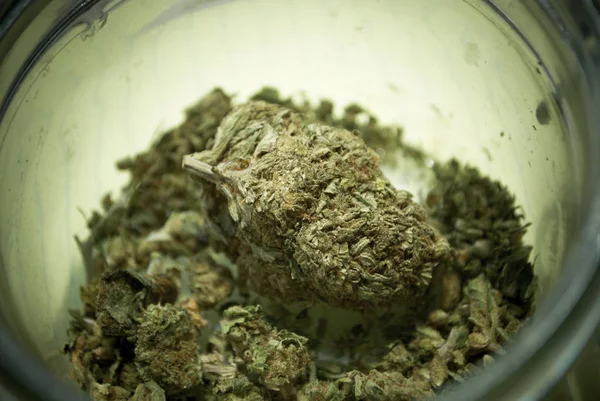 Ogräs Medicinsk Marijuana Grunge Detalj Och Bakgrund — Stockfoto