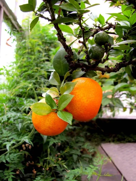 Baru Matang Clementine Cabang Mereka Rumah Kaca — Stok Foto