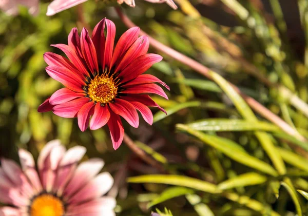 Pembe Afrika Papatyası Osteospermum Ecklonis Yaz Mevsiminde Bir Botanik Bahçesinde — Stok fotoğraf