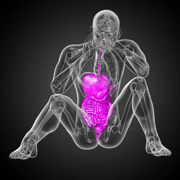 Hacer Ilustración Médica Del Sistema Digestivo Humano Vista Frontal — Foto de Stock