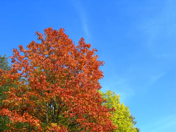 Kolory Drzewa Jesienne Wielokolorowymi Listwami Klonowymi Kraju — Zdjęcie stockowe