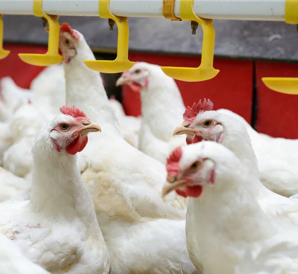 Granja Pollo Moderna Producción Carne Blanca — Foto de Stock