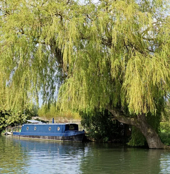 A blue narrow boat moored beneath a large weeping willow (Salix babylonica) tree alongside the River Cam, near Cambridge, England, in spring.