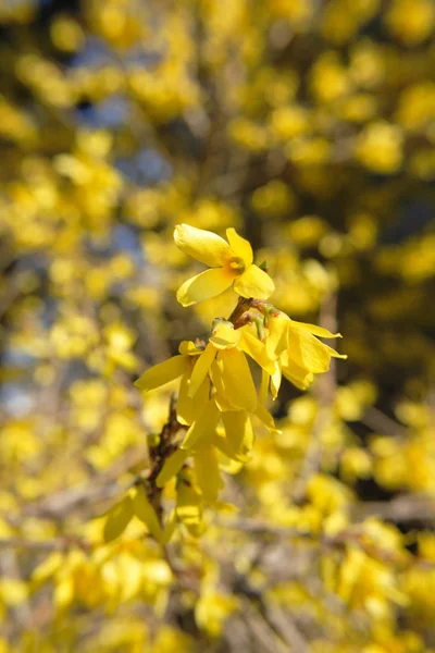 Красивые Желтые Весенние Цветы Природы — стоковое фото