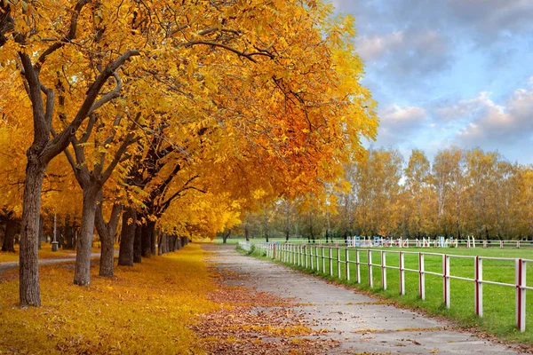 Ősz Parkban — Stock Fotó