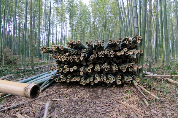 Floresta Bambu Alta Sagano Kyoto Japão — Fotografia de Stock