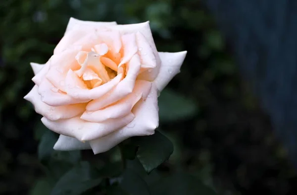 Hermosa Rosa Crema Con Gotas Lluvia Mañana Temprano Fondo Naturaleza — Foto de Stock