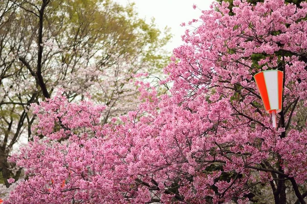 Tło Różowe Kawazu Cherry Blossom Oddziałów Poziomej Ramie Podczas Festiwali — Zdjęcie stockowe