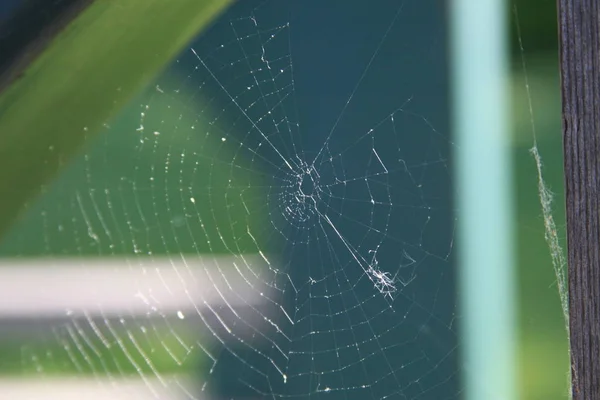 Spider Web Gros Plan Montrant Les Modèles — Photo