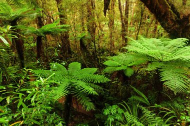 Lush green tree fern in understorey of New Zealand rainforest wilderness clipart