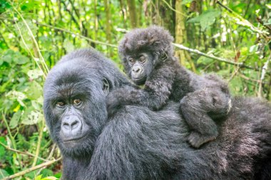 Baby Mountain gorilla sitting on the back of his mother in the Virunga National Park, Democratic Republic Of Congo. clipart