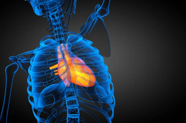 Gerenderte Medizinische Illustration Eines Menschlichen Herzens Vorderseite — Stockfoto