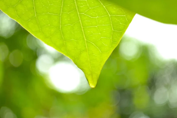 Folhas Verdes Para Fundo Natureza — Fotografia de Stock