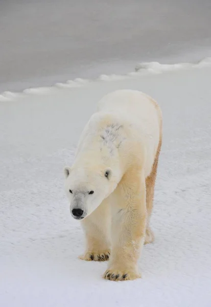 Polar Bear Native Habitat Snow Frost Winter — Stock Photo, Image