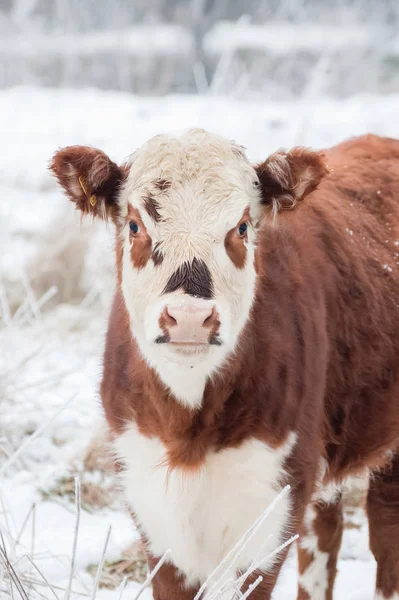 冬の分野で若い女性の牛 — ストック写真