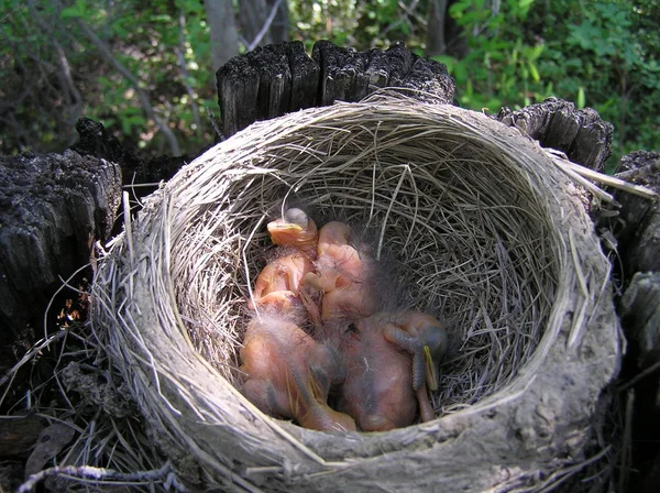 Den Vilda Naturen Sakhalin Baby Fåglar Ett — Stockfoto