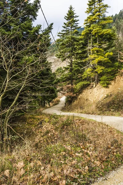 Skogsvägen Kör Genom Träden — Stockfoto