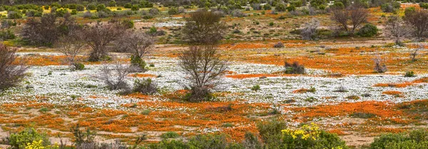 Río Flores Silvestres Anaranjadas Blancas Wallekraal Entre Garies Hondeklipbaai Norte — Foto de Stock