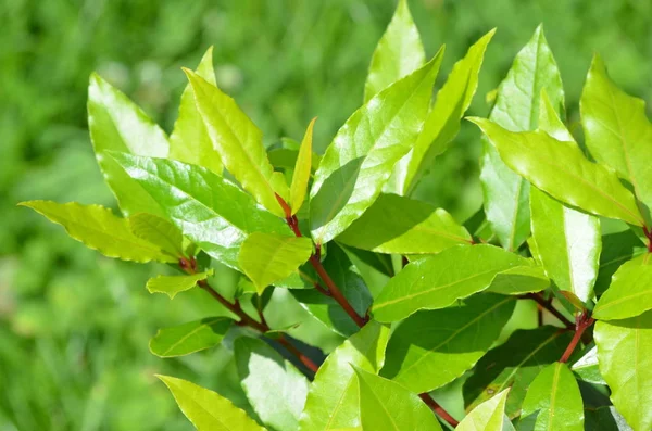 Close View Van Verse Groene Bladeren Gestructureerde Achtergrond — Stockfoto