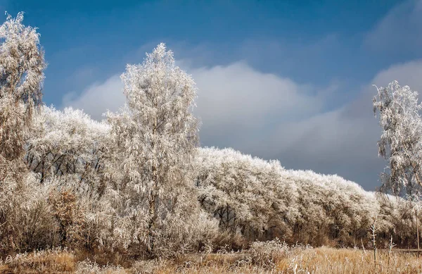 Träden Täckt Med Ett Stort Antal Tjock Frost Bakgrund Blå — Stockfoto