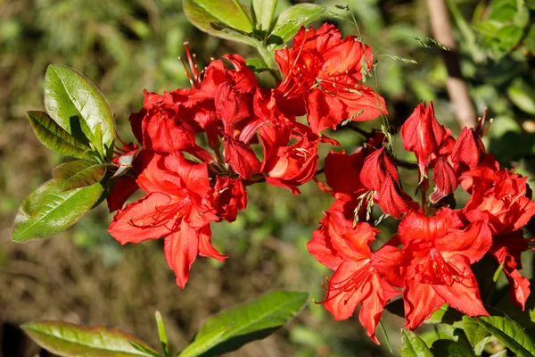 Rododendro Rojo Azalea Florece Jardín Primavera Flor Hermosa Primavera Con —  Fotos de Stock