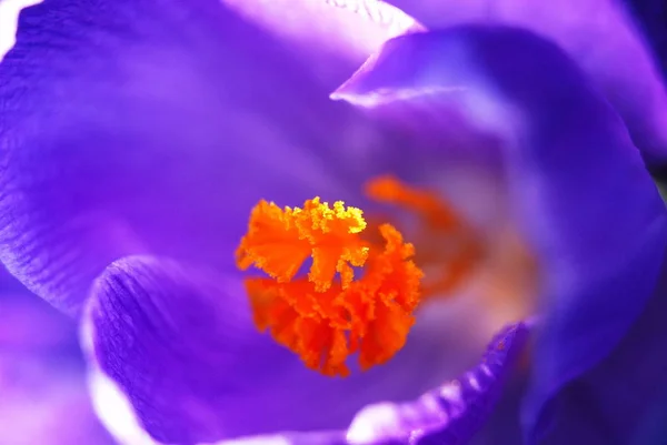 Crocus Fleur Dans Jardin Printemps — Photo