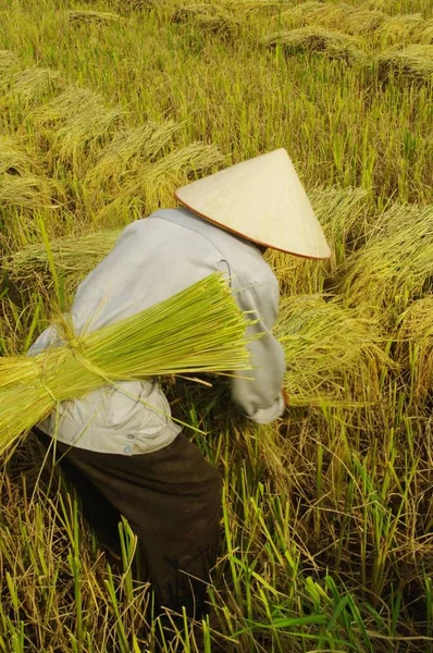 这个人组装成小捆的玉米和大米将被运送到路边的脱粒机 由于土壤太软 机器无法进入稻田 — 图库照片