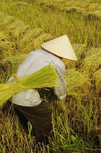 Homem Reúne Pequenos Feixes Milho Arroz Será Transportado Para Debulhadora — Fotografia de Stock