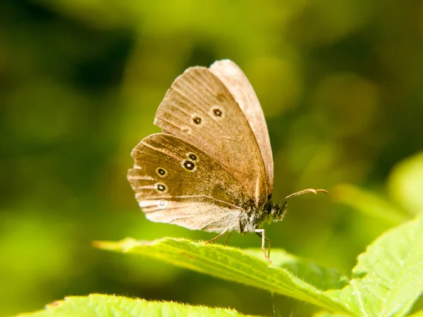 Коричнева Колечка Метелик Спочиває Листці Крилами Відкритий Ессекс Великобританії — стокове фото