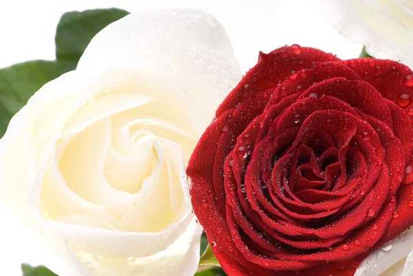 Dos Rosas Rojas Blancas Con Gotas Rocío — Foto de Stock