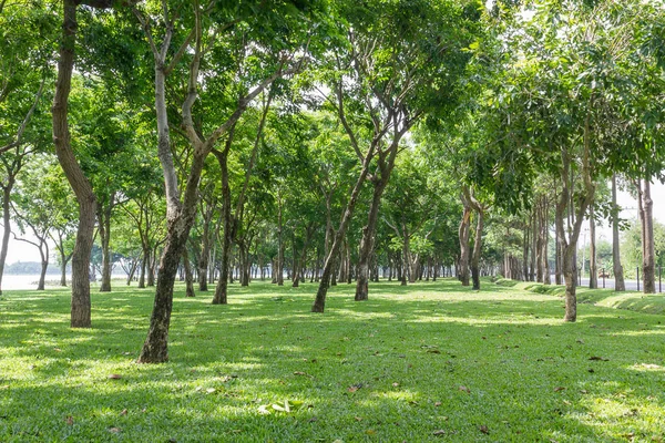 Parque Verde Público Com Campo Grama Verde Planta Árvore Fresca — Fotografia de Stock