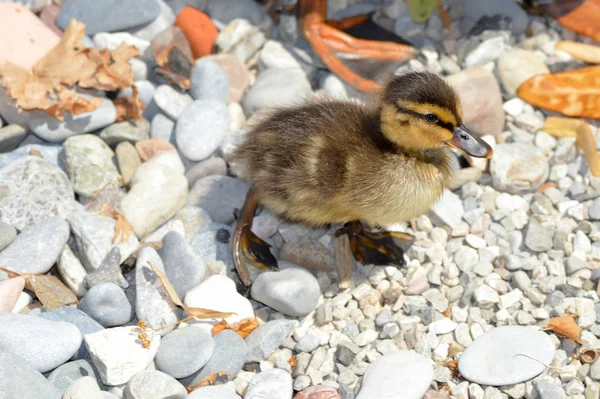 Anatroccolo Passeggiando Ciottoli Sulla Spiaggia Del Lago Garda Italia — Foto Stock