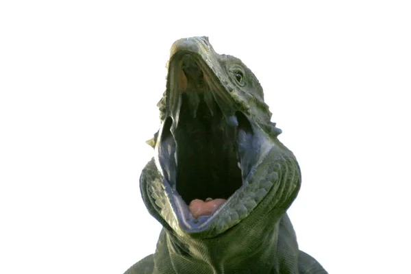 Iguana Zívá Přes Bílé Pozadí — Stock fotografie