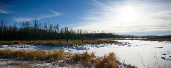 Vinterlandskap Unga Grå Skog Med Ljusa Blå Himmel — Stockfoto