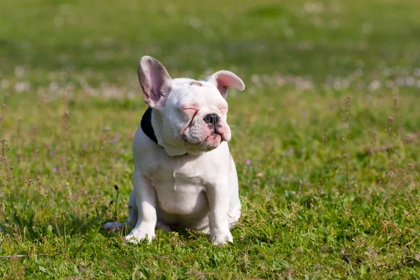 Entzückende Französische Bulldogge Welpe Entspannt Sich Einem Sonnigen Tag — Stockfoto