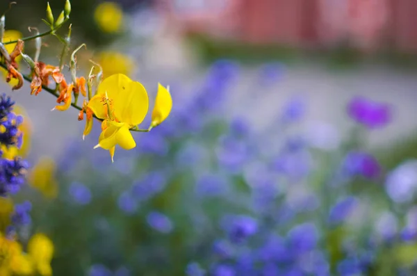 Κίτρινο Λουλούδι Κινηματογράφηση Πρώτο Πλάνο Στο Βάθος Κήπος Μόλυναν — Φωτογραφία Αρχείου