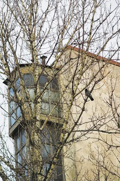 Верхня Частина Будівлі Вид Землі Ворона Проникає Дерево Поруч — стокове фото