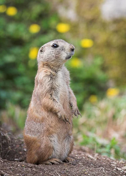 Een Alert Prairie Hond Die Als Uitkijkpunt Fungeert — Stockfoto