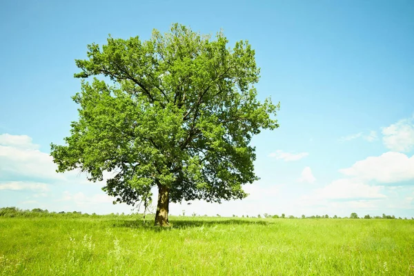 Ogromne Drzewo Dąb Stary Sam Wśród Zielonych Łąk — Zdjęcie stockowe