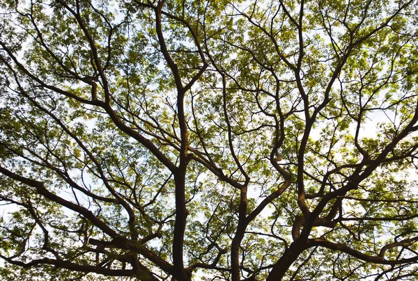 Гілки Дерева Фону Текстури — стокове фото